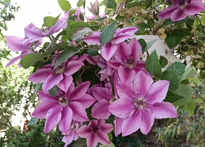 Pia's Gardenview Apartmán